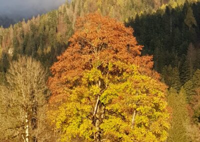 Autunno tutti in bici in Primiero